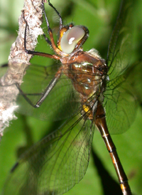 Mocha Emerald